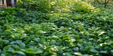 绿叶小区需要怎样的物业管理？